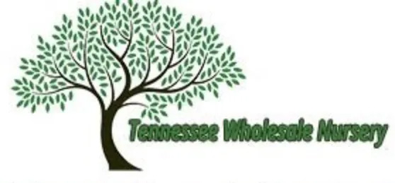 Tree logo for Tennessee Wholesale Nursery.
